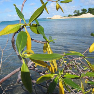 stevemangroves