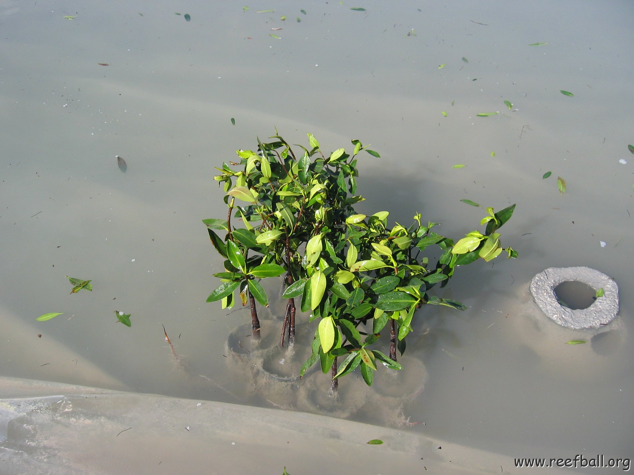 stevesmangroves3_011