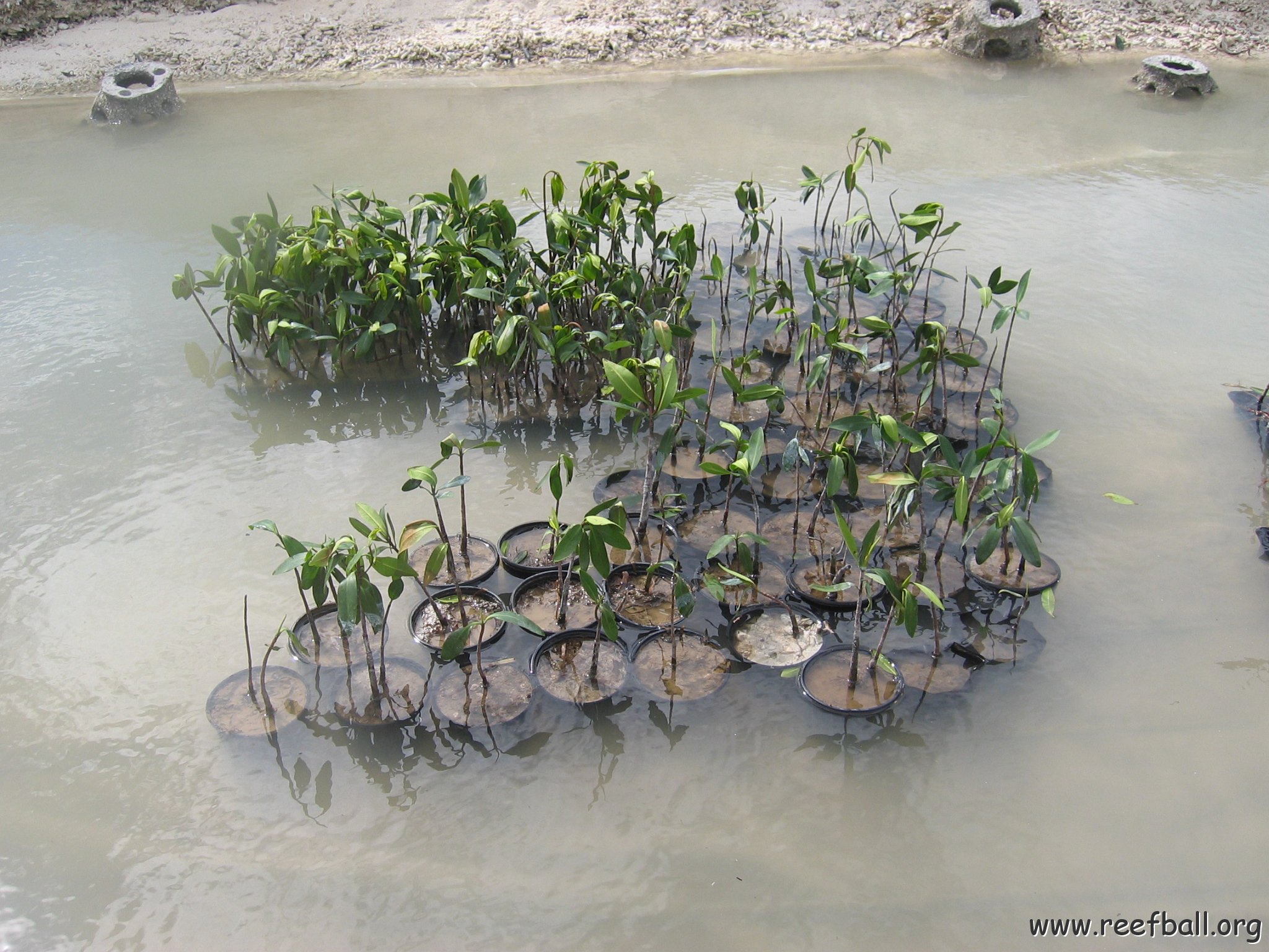 stevesmangroves3_043