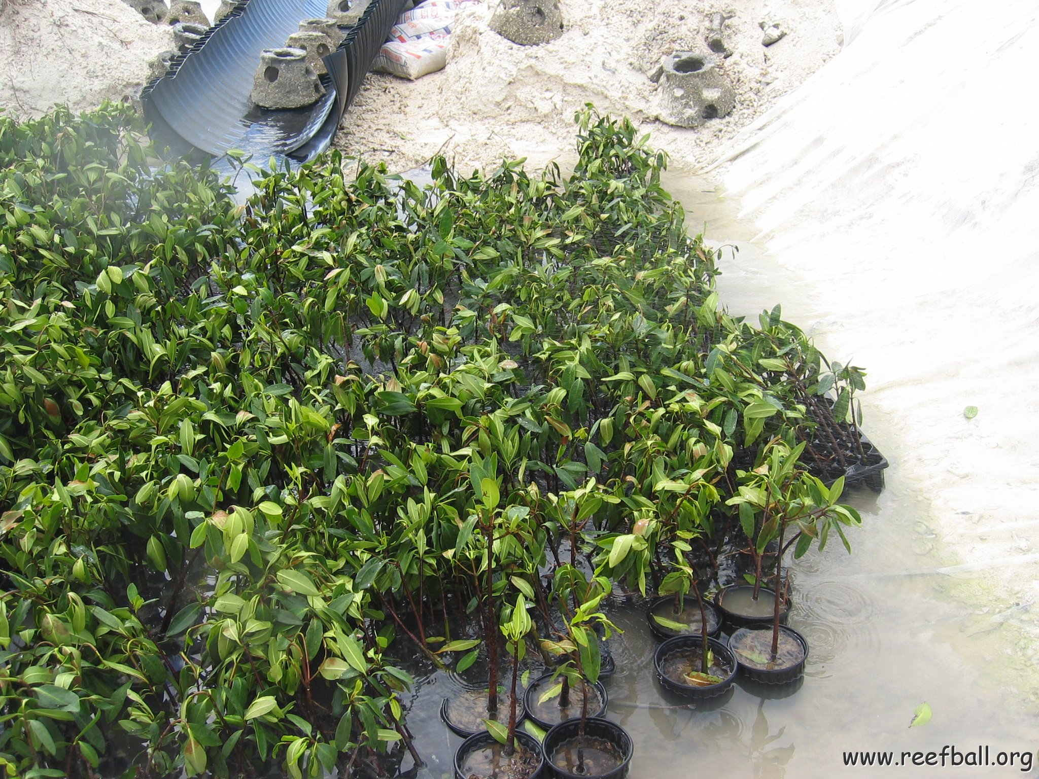 stevesmangroves3_047