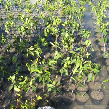 stevemangroves3