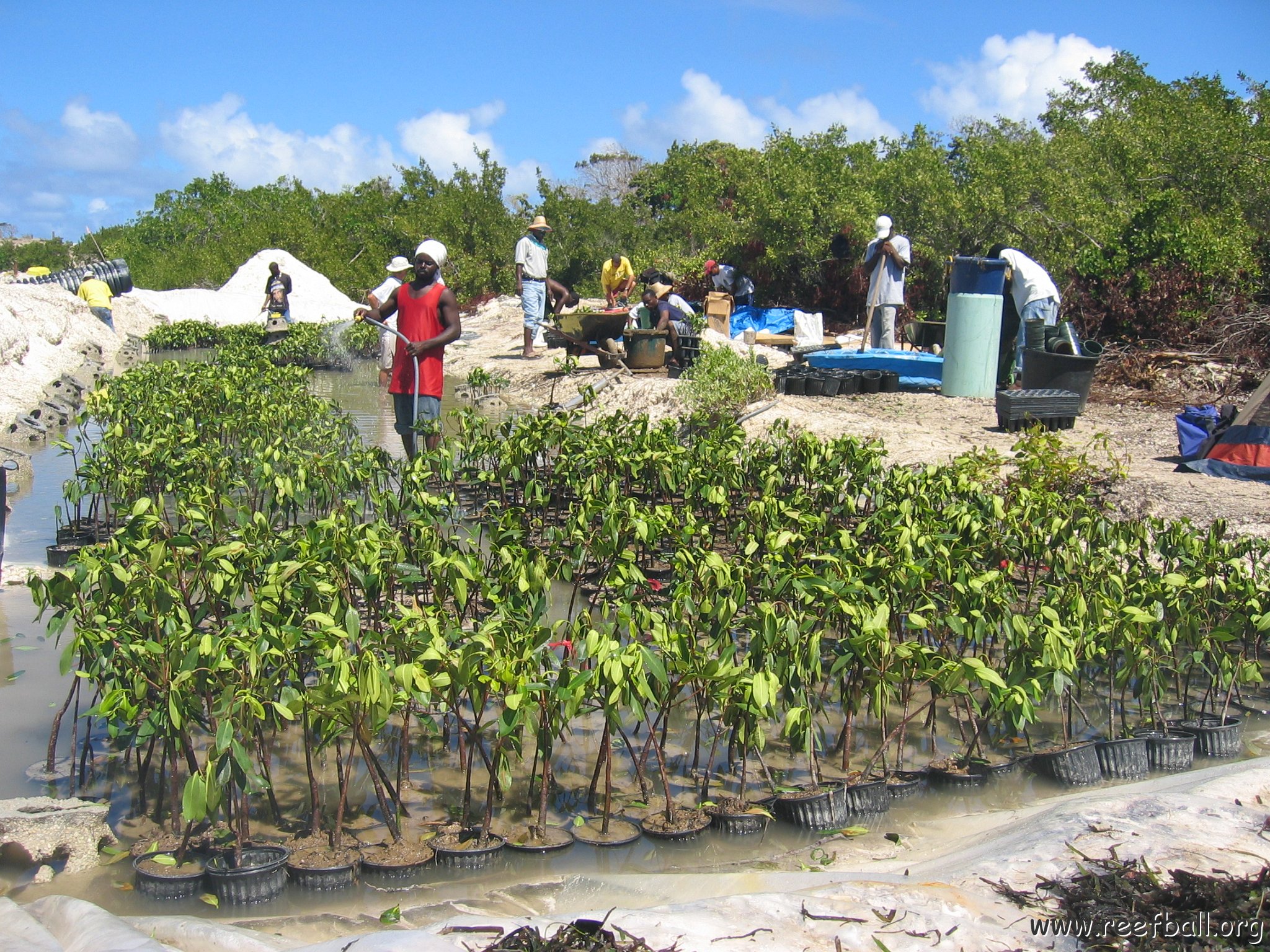 stevesmangroves5_022