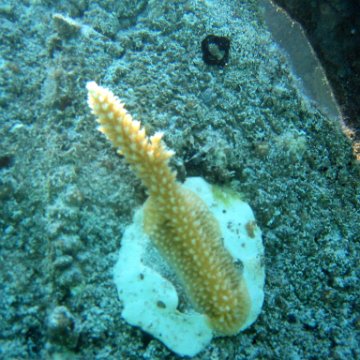 ashtonspicsvaritey_169 ashtonspicsvaritey_169
