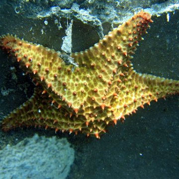 snorkeltrail_005