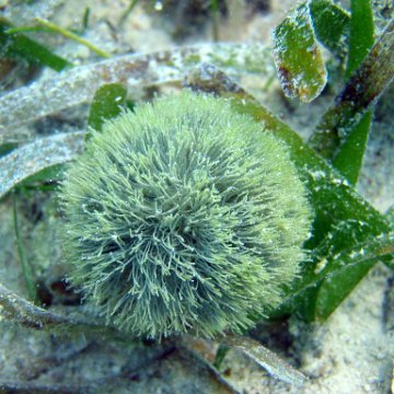 snorkeltrail_007