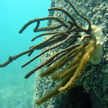 snorkeltrail_030