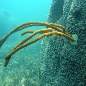 snorkeltrail_032