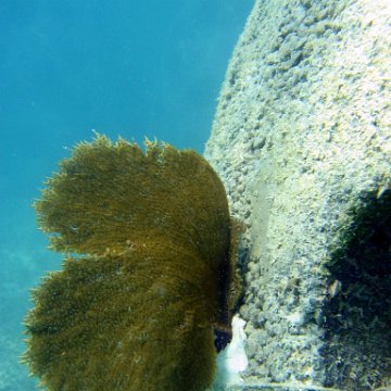 snorkeltrail_039