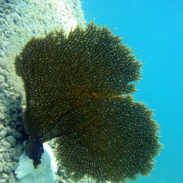 snorkeltrail_041