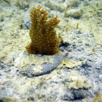 snorkeltrail_064