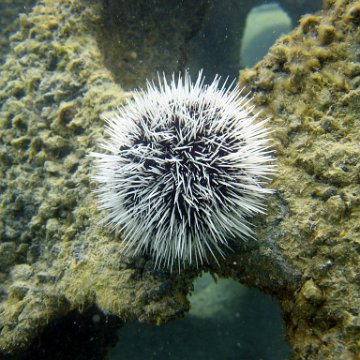 snorkeltrail_066