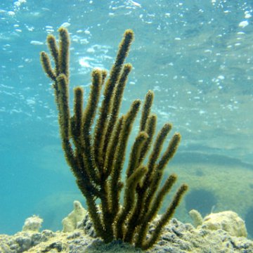 snorkeltrail_067