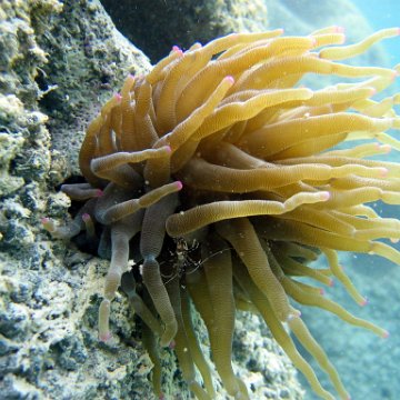 snorkeltrail_070