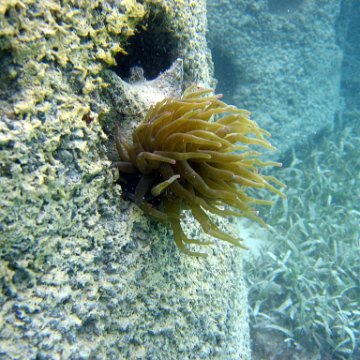 snorkeltrail_073