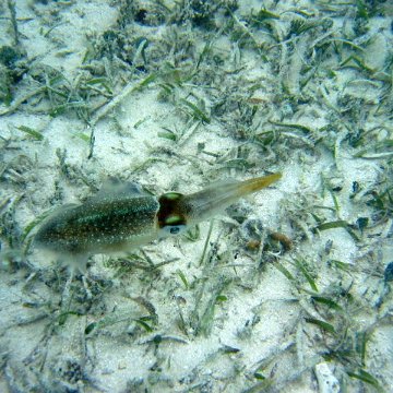 snorkeltrail_078