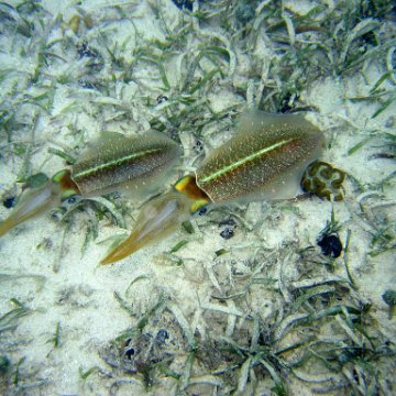 snorkeltrail_081