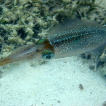 snorkeltrail_082