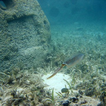 snorkeltrail_085