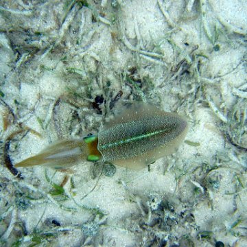 snorkeltrail_086