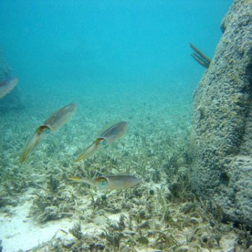 snorkeltrail_107