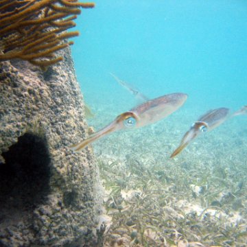 snorkeltrail_112