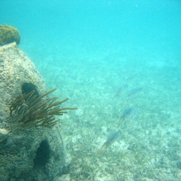 snorkeltrail_113