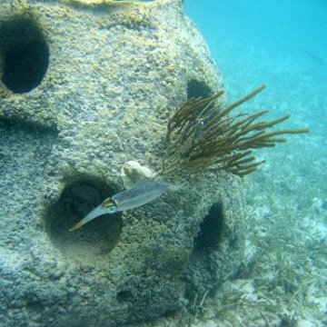 snorkeltrail_114