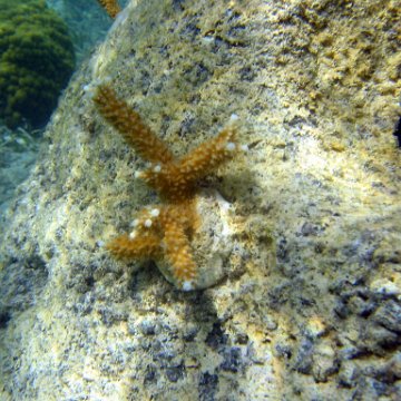 snorkeltrail_007