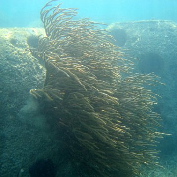 snorkeltrail_009