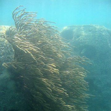 snorkeltrail_010