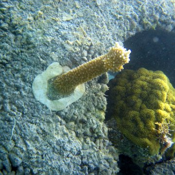 snorkeltrail_018