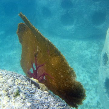 snorkeltrail_022