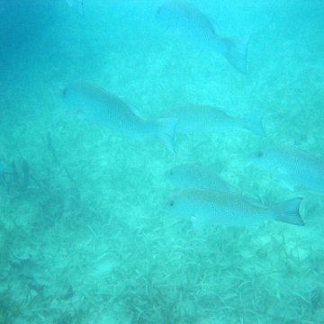 snorkeltrail_028