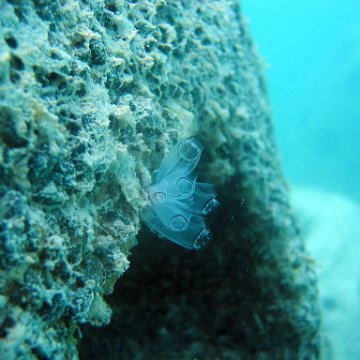 snorkeltrail_036