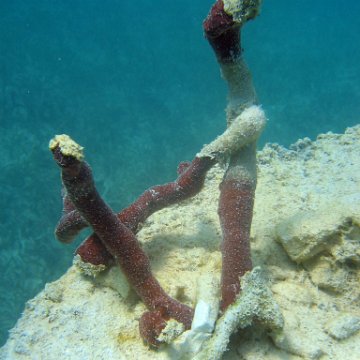 snorkeltrail_041