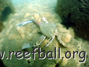 reef-lm-blue-swimmer
