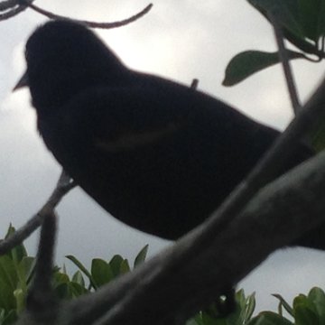 IMG_6466 IMG_6466