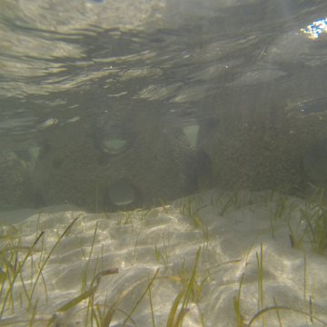 G0010119 G0010119