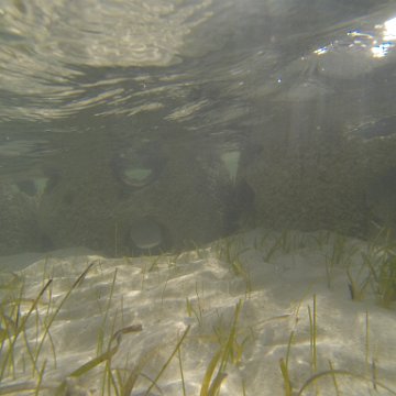 G0010120 G0010120