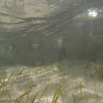 G0010121 G0010121