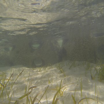 G0010123 G0010123