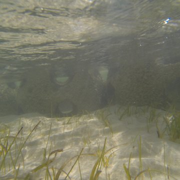 G0010124 G0010124