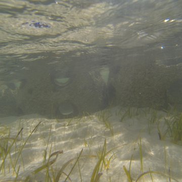 G0010126 G0010126