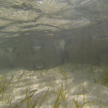 G0010127 G0010127