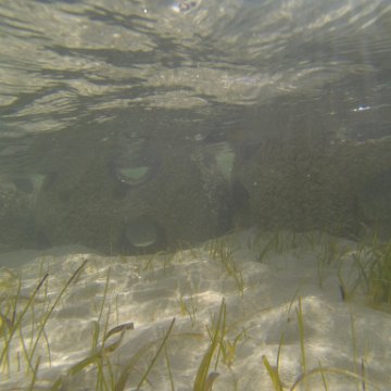 G0010128 G0010128