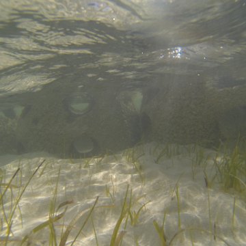 G0010132 G0010132