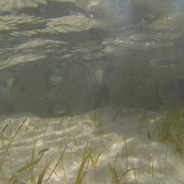 G0010134 G0010134