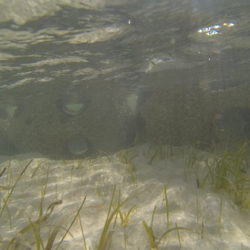 G0010135 G0010135