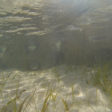 G0010136 G0010136