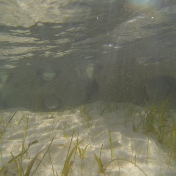G0010137 G0010137